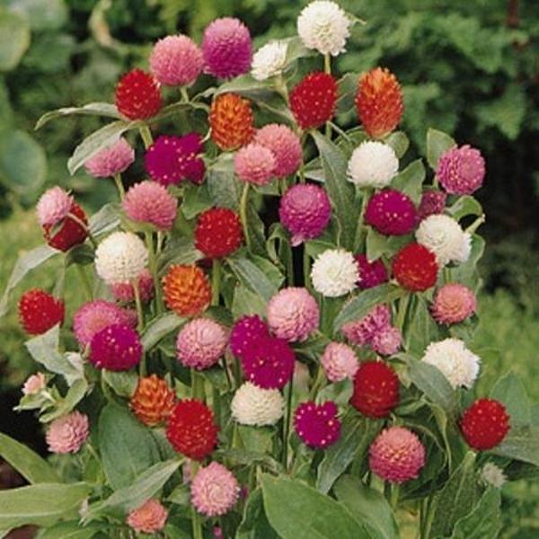 DAY 50 ADET KARIŞIK RENK MEDİNE ÇİÇEĞİ TOHUMU + 10 ADET HEDİYE KARIŞIK GÜL ÇİÇEK TOHUMU - Image 1