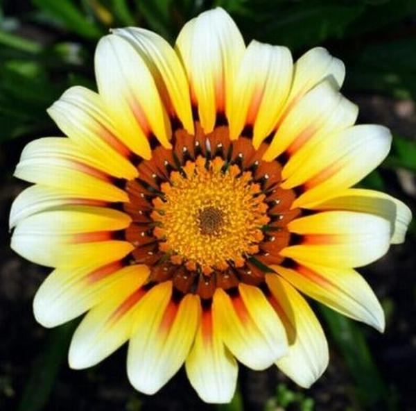 DAY 25 ADET BEYAZ RENK GAZANYA ÇİÇEĞİ TOHUMU + 10 ADET HEDİYE KARIŞIK GÜL ÇİÇEK TOHUMU - Image 1