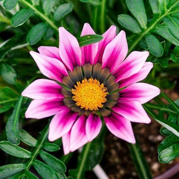 DAY 10 ADET PEMBE RENK GAZANYA ÇİÇEĞİ TOHUMU + 10 ADET HEDİYE KARIŞIK GÜL ÇİÇEK TOHUMU - Image 1