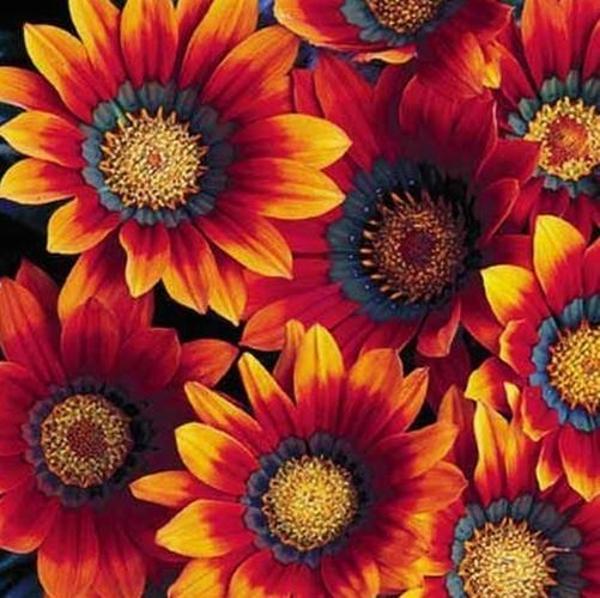 DAY 25 ADET K.SARI RENK GAZANYA ÇİÇEĞİ TOHUMU + 10 ADET HEDİYE KARIŞIK GÜL ÇİÇEK TOHUMU - Image 1