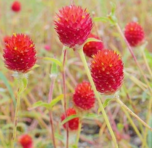 DAY 100 ADET KIRMIZI RENK MEDİNE ÇİÇEĞİ TOHUMU + 10 ADET HEDİYE KARIŞIK GÜL ÇİÇEK TOHUMU - Image 1