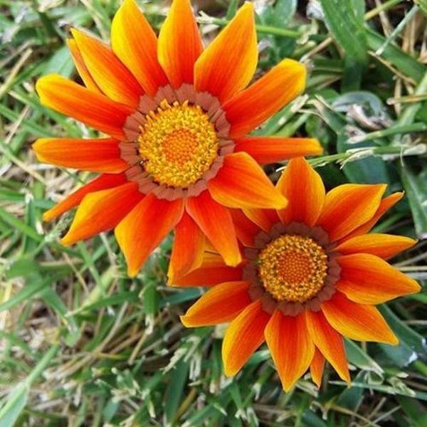 DAY 25 ADET TURUNCU RENK GAZANYA ÇİÇEĞİ TOHUMU + 10 ADET HEDİYE KARIŞIK GÜL ÇİÇEK TOHUMU - Image 1