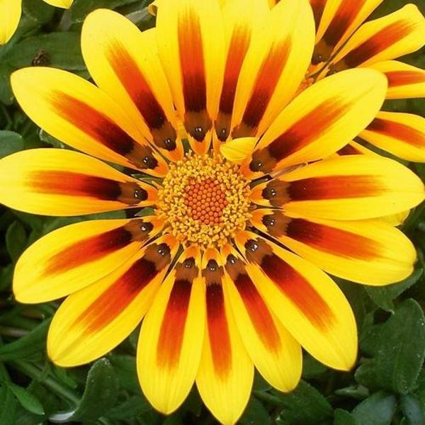 DAY 50 ADET SARI RENK GAZANYA ÇİÇEĞİ TOHUMU + 10 ADET HEDİYE KARIŞIK GÜL ÇİÇEK TOHUMU - Image 1