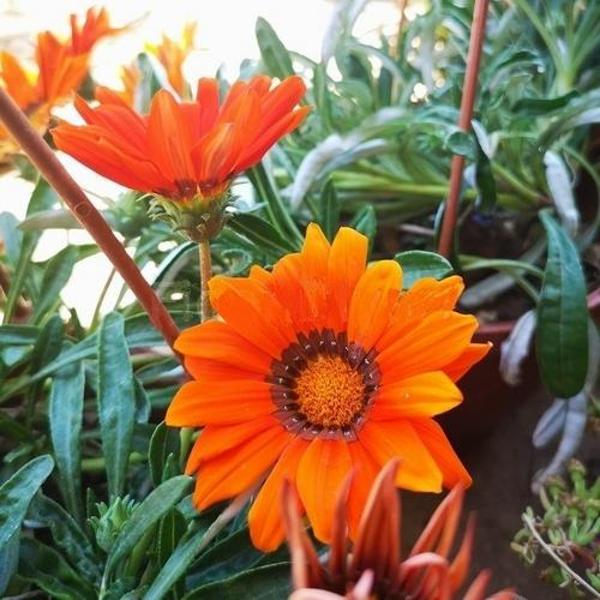 DAY 50 ADET TURUNCU RENK GAZANYA ÇİÇEĞİ TOHUMU + 10 ADET HEDİYE KARIŞIK GÜL ÇİÇEK TOHUMU - Image 1