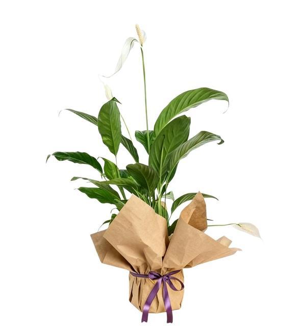 Kraft Kağıda Sarılı Spatifilyum Barış Çiçeği	 - Image 1