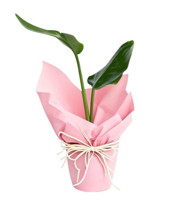 Pink Ros Starliçe Bitkisi	 - Image 1