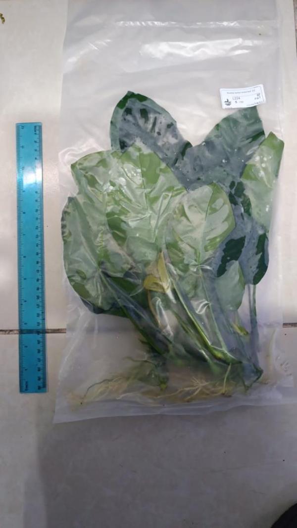 Bitki L224 Anubias barteri broad leaf -[L] Large  - Image 1