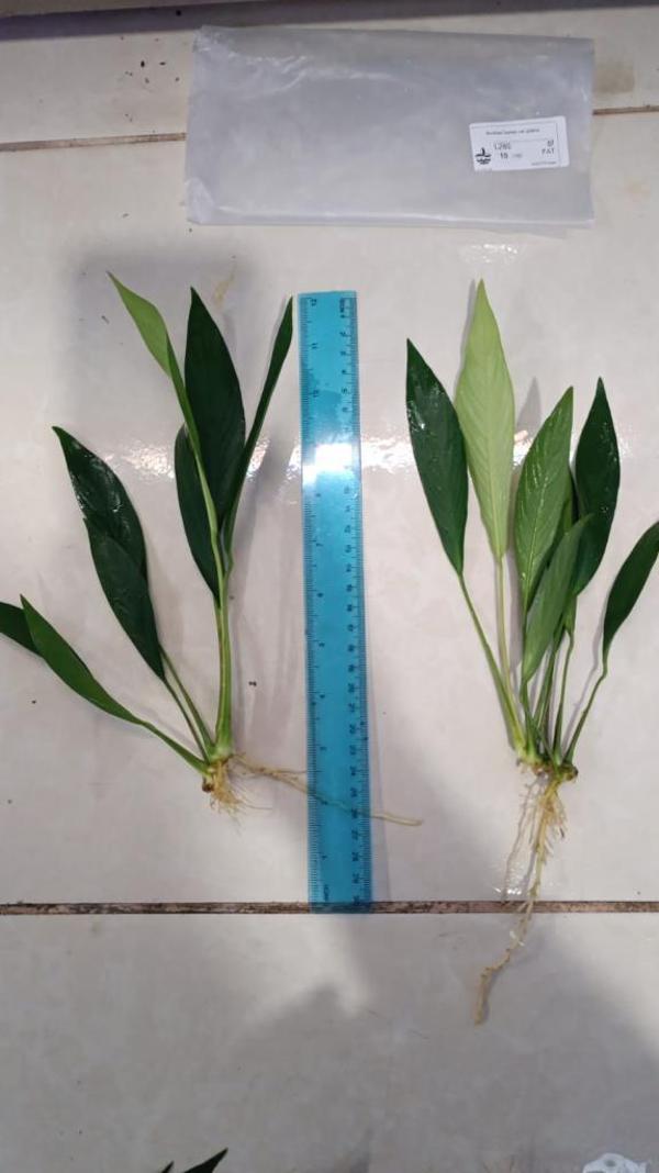 Bitki L280 Anubias barteri var glabra  - Image 1