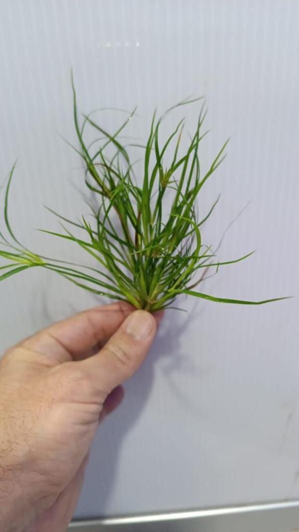 Bitki L281 Juncus repens 4-5 dal  - Image 1