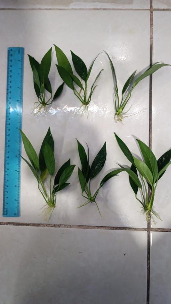 Bitki L017 Anubias barteri var glabra (lanceolata)  - Image 1