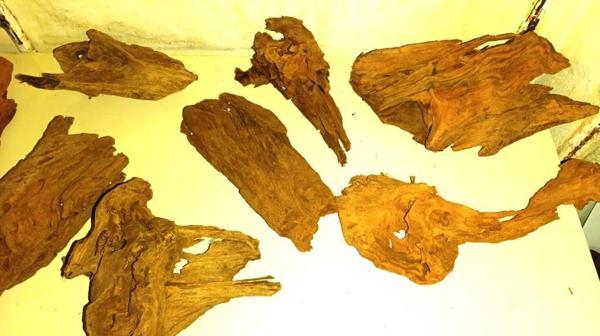 Mangrove Akvaryum Kütüğü ML 25-30 cm  - Image 1