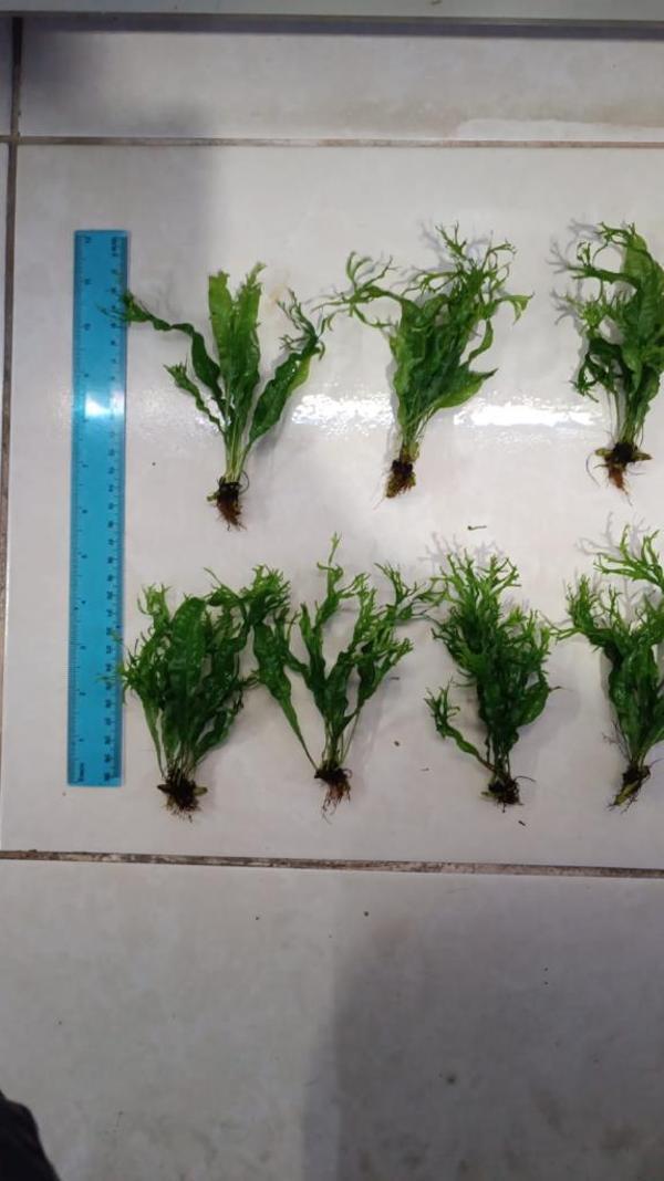 Bitki L158 Microsorum windelov  - Image 1