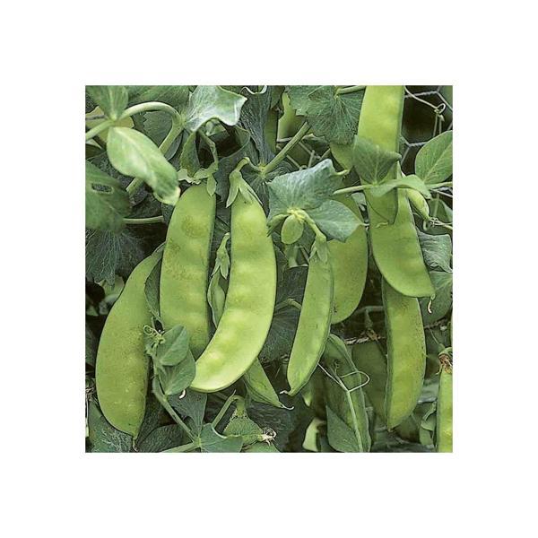 Yerli Yaprak Bezelye Tohumu (İlaçsız) 500 Gr - Image 1