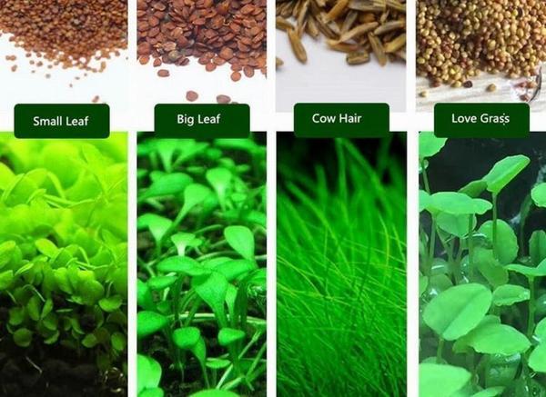 200 Adet 4 Farklı Akvaryum Bitkisi Tohumu + 10 Adet Hediye Karışık Renk Gül Tohumu - Image 1