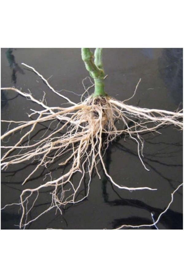 Tohumcu Kikizade Bitki Köklendirme Hormonu - Image 1