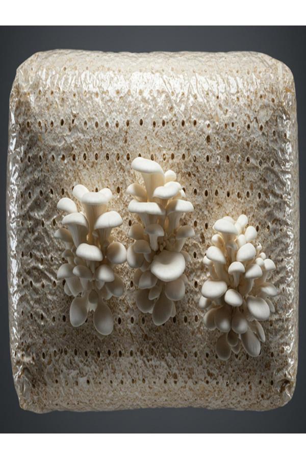 Tohumcu Kikizade Micron Delikli 50 Adet Istiridye Mantarı Kompost Poşeti 30X60 Şeffaf - Image 1