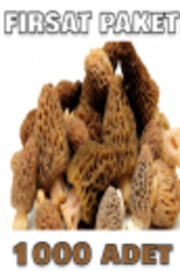 Tohumcu Kikizade +1000 Adet Kuzu Göbeği Mantarı Tohumu 1000 Adetlik Süper Fırsat Paketi - Image 1