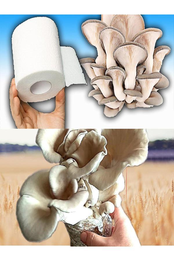 Tohumcu Kikizade Stiridye Mantarı Başlangıç Seti ( 10 Kg Tohum + Nem Ölçer +50 Adet Micro Del0İkli Torba - Image 1