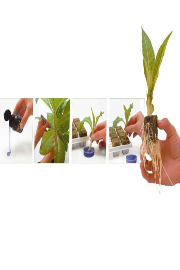 Tohumcu Kikizade Doğal Köklendirme Tozu Köklendirme Hormonu ***2 Grm *** Gibberell - Image 1