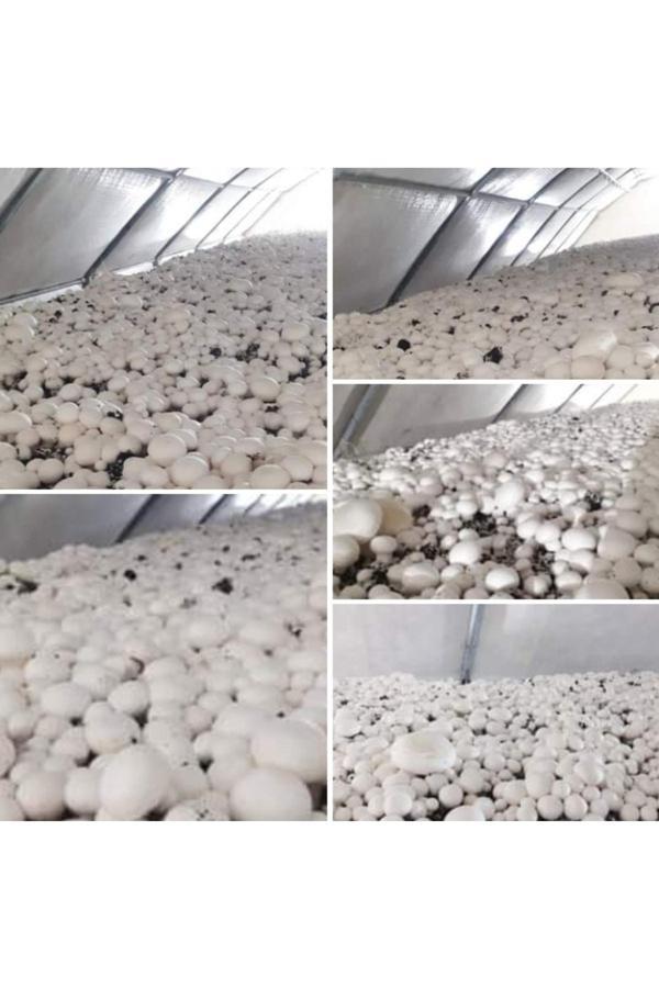 Tohumcu Kikizade 30.000 Adet Beyaz Şapkalı Kültür Mantarı Tohumu - Image 1