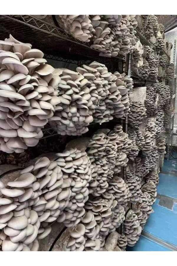 Tohumcu Kikizade 30.000 Adet İstiridye Kavak Kayın Yaprak Mantarı Tohumu, Yeteri Kadar Ekim Poşeti, Eğitim Kılavuzu - Image 1