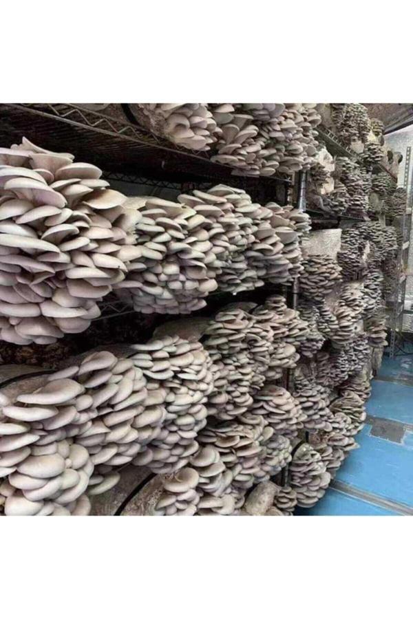 Tohumcu Kikizade 2000 Adet Istiridye Kavak Kayın Mantarı Tohumu - Image 1