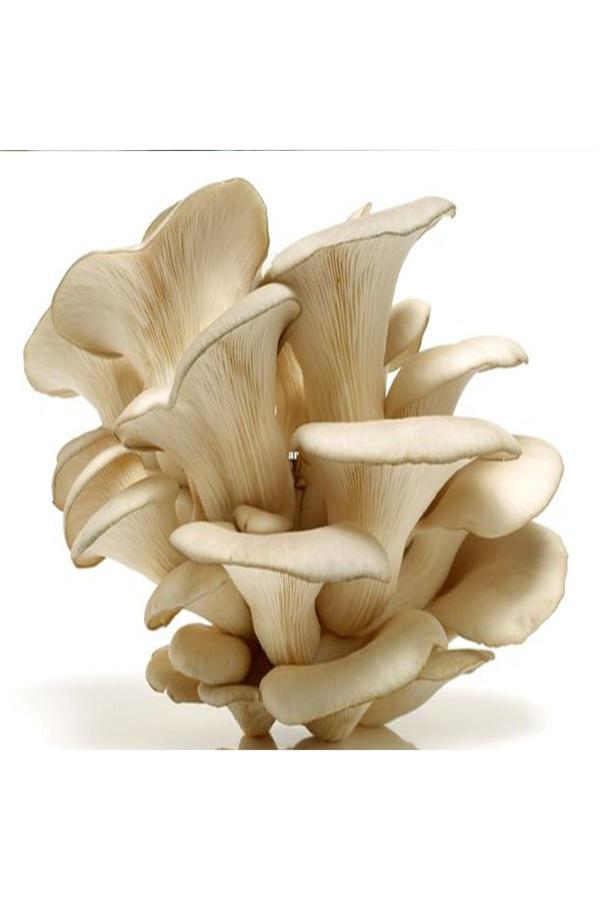 Tohumcu Kikizade İstiridye Mantarı Miseli Tohumu Vakumlu  0,500 Gr Tohum +2 Adet Micro Delikli Torba+Ekim Kılavuzu) - Image 1