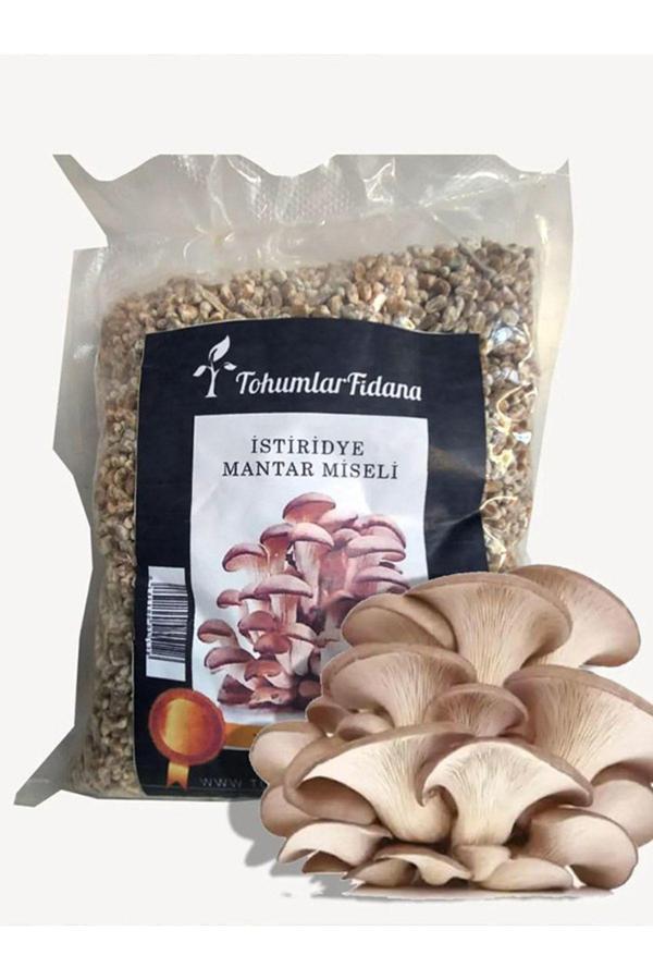 Tohumcu Kikizade Istiridye Mantarı Miseli Tohumu Vakumlu 2,5 Kg Tohum 10 Adet Micro Delikli Torba ( Ekim Kılavuzu) - Image 1