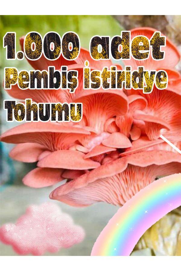 Tohumcu Kikizade Pembe Istiridye Mantarı Miseli Tohumu Vakumlu 100 Gram ( Ekim Kılavuzu) - Image 1