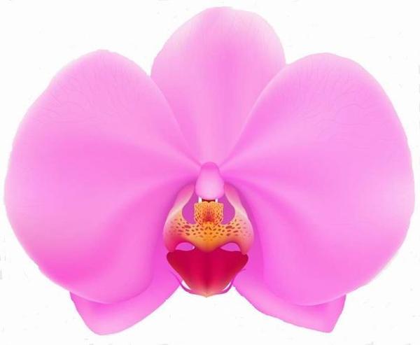 DAY 10 ADET PEMBE RENK ORKİDE ÇİÇEK TOHUMU + 10 ADET HEDİYE KARIŞIK RENK GÜL TOHUMU - Image 1