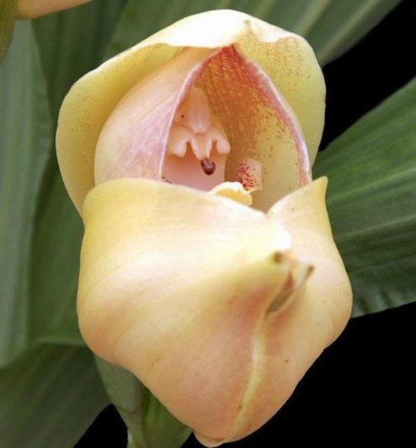 DAY 10 ADET KREM DUNDAKTAKİ BEBEK ORKİDE ÇİÇEK TOHUMU + 10 ADET HEDİYE KARIŞIK RENK GÜL TOHUMU - Image 1