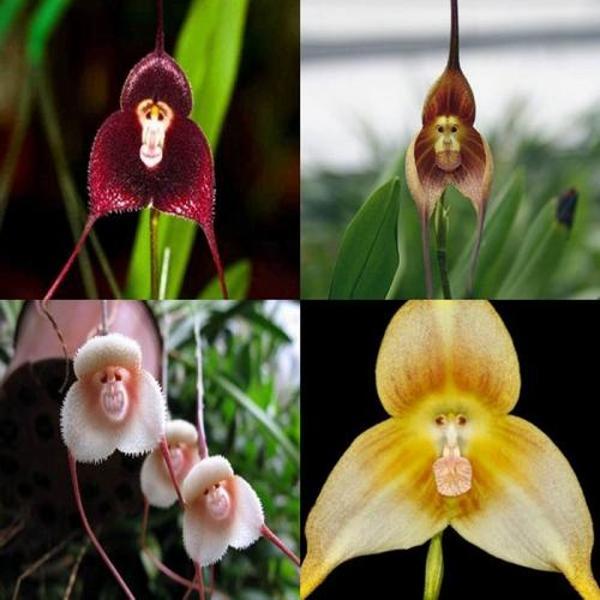 DAY 10 ADET KARIŞIK MAYMUN ORKİDE ÇİÇEK TOHUMU + 10 ADET HEDİYE KARIŞIK RENK GÜL TOHUMU - Image 1