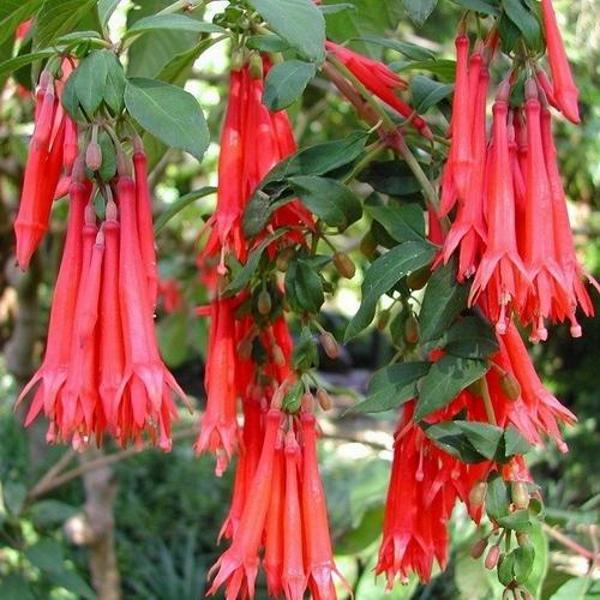 DAY 10 ADET KIRMIZI RENK KÜPE ÇİÇEĞİ TOHUMU + 10 ADET HEDİYE KARIŞIK GÜL ÇİÇEK TOHUMU - Image 1