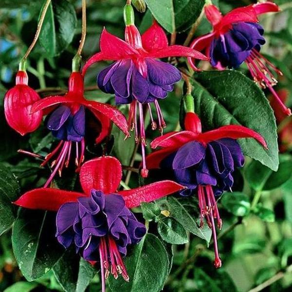 DAY 50 ADET KIRMIZI MOR RENK KÜPE ÇİÇEĞİ TOHUMU + 10 ADET HEDİYE KARIŞIK GÜL ÇİÇEK TOHUMU - Image 1