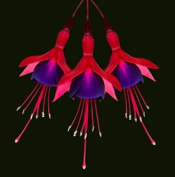 DAY 50 ADET KIRMIZI MOR RENK KÜPE ÇİÇEĞİ TOHUMU + 10 ADET HEDİYE KARIŞIK GÜL ÇİÇEK TOHUMU - Image 1