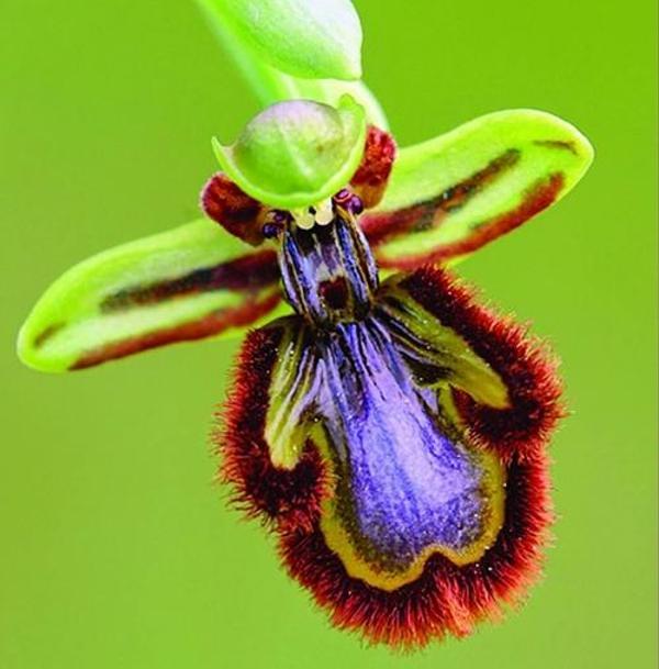 DAY 10 ADET ARI ORKİDE ÇİÇEK TOHUMU + 10 ADET HEDİYE KARIŞIK RENK GÜL TOHUMU - Image 1