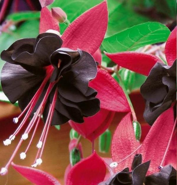 DAY 10 ADET PEMBE SİYAH RENK KÜPE ÇİÇEĞİ TOHUMU + 10 ADET HEDİYE KARIŞIK GÜL ÇİÇEK TOHUMU - Image 1