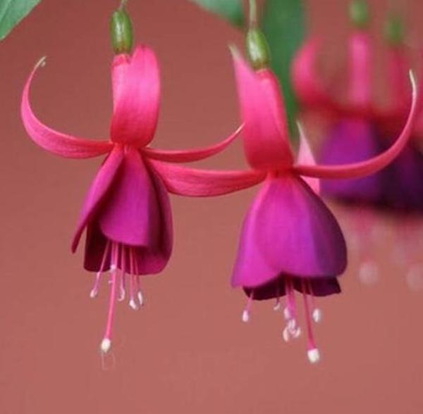 DAY 50 ADET BORDO RENK KÜPE ÇİÇEĞİ TOHUMU + 10 ADET HEDİYE KARIŞIK GÜL ÇİÇEK TOHUMU - Image 1