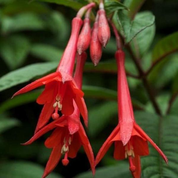 DAY 100 ADET KIRMIZI RENK KÜPE ÇİÇEĞİ TOHUMU + 10 ADET HEDİYE KARIŞIK GÜL ÇİÇEK TOHUMU - Image 1