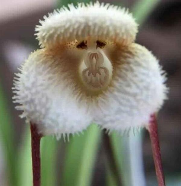 DAY 25 ADET KAR MAYMUNU ORKİDE ÇİÇEK TOHUMU + 10 ADET HEDİYE KARIŞIK RENK GÜL TOHUMU - Image 1