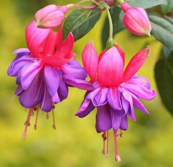 DAY 25 ADET KIRMIZI LİLA RENK KÜPE ÇİÇEĞİ TOHUMU + 10 ADET HEDİYE KARIŞIK GÜL ÇİÇEK TOHUMU - Image 1