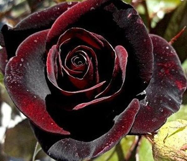 10 ADET MAVİ RENK GÜL ÇİÇEK TOHUMU + 10 ADET HEDİYE KARIŞIK RENK LALE ÇİÇEK TOHUMU - Image 1