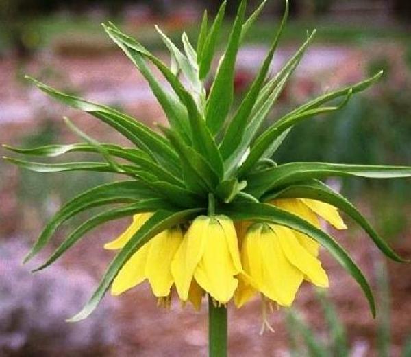 25 ADET SARI TERS LALE TOHUMU (AĞLAYAN GELİN HİMALİYA ÇİÇEĞİ) + 10 ADET HEDİYE KARIŞIK RENK GÜL TOH - Image 1