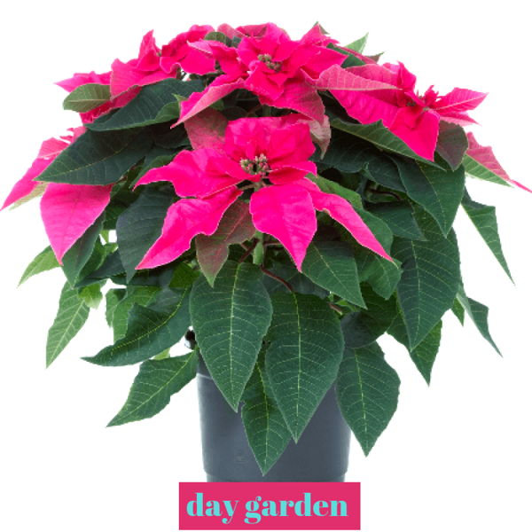 10 ADET Atatürk ÇİÇEĞİ TOHUMU + 10 ADET HEDİYE KARIŞIK RENK GÜL TOHUMU - Image 1