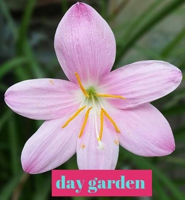 10 ADET SAFRAN ÇİĞDEM ÇİÇEĞİ TOHUMU + 10 ADET HEDİYE KARIŞIK RENK GÜL TOHUMU - Image 1