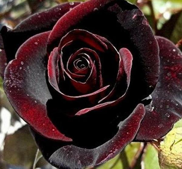 DAY 10 ADET BORDO RENK GÜL ÇİÇEK TOHUMU + 10 ADET HEDİYE TOHUMU - Image 1