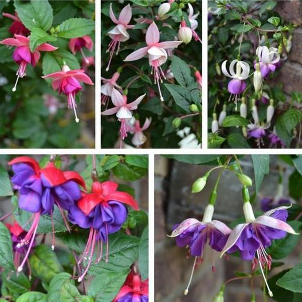 DAY 100 ADET KARIŞIK RENK KÜPE ÇİÇEĞİ TOHUMU + 10 ADET HEDİYE KARIŞIK GÜL ÇİÇEK TOHUMU - Image 1