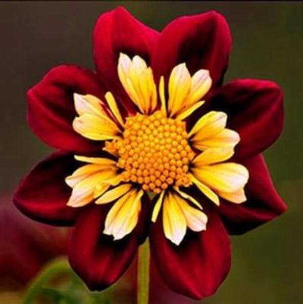 10 ADET BORDO BEYAZ DAHLİA (YILDIZ ÇİÇEĞİ) TOHUMU + 10 ADET HEDİYE KARIŞIK RENK GÜL ÇİÇEK TOHUMU - Image 1