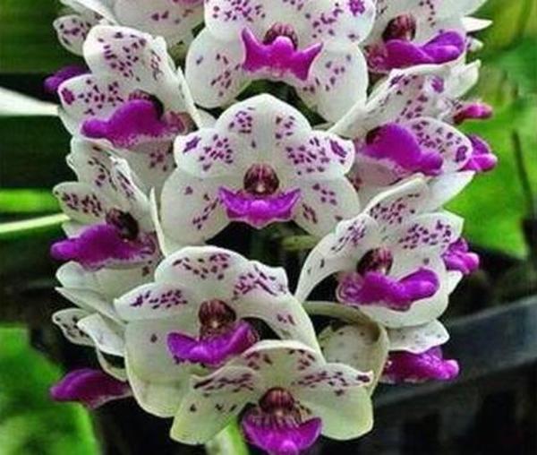 100 ADET KARIŞIK RENK CUHA ÇİÇEK TOHUMU + 10 ADET HEDİYE KARIŞIK RENK GÜL TOHUMU - Image 1