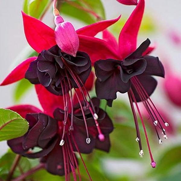 DAY 100 ADET KIRMIZI BORDO RENK KÜPE ÇİÇEĞİ TOHUMU + 10 ADET HEDİYE KARIŞIK GÜL ÇİÇEK TOHUMU - Image 1